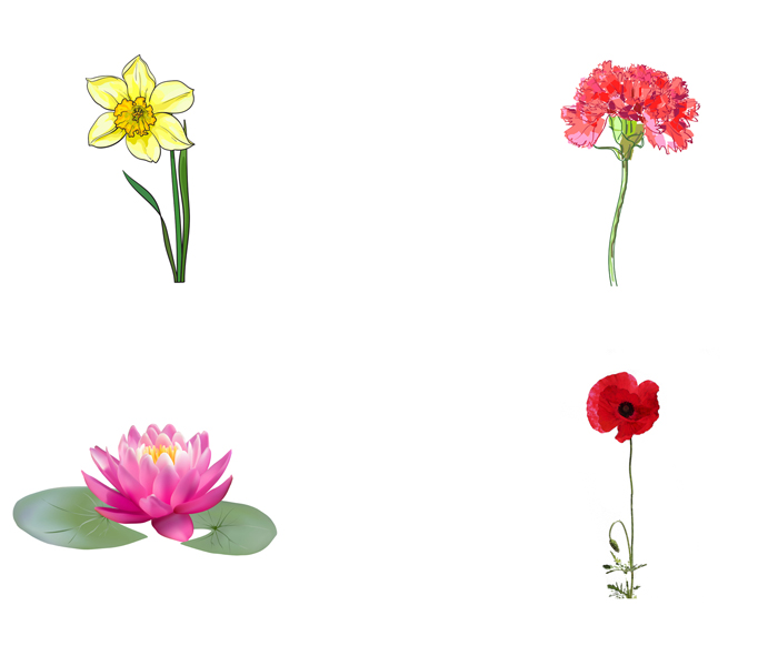daffodil, carnation, lotus, poppy