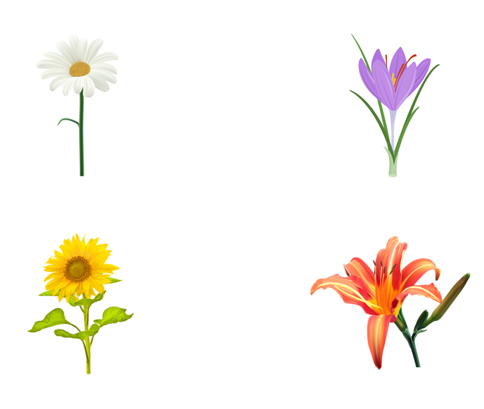 daisy, crocus, sunflower, lily